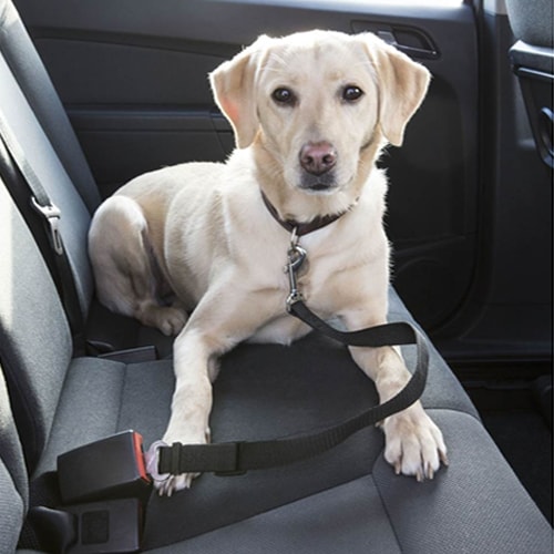 Laisse courte ceinture de scurit pour chien