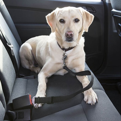 Laisse courte - Ceinture de sécurité pour chien idéale en Camping-car