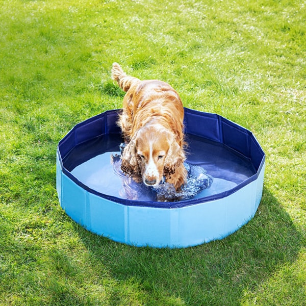 Piscine pliable pour animaux diam 80 x H 20 cm